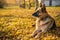 Old shepherd dog at the autumn background