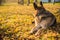 Old shepherd dog at the autumn background