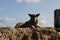 An old shepherd gray-haired lays on top of the sand, guarding a construction site nearby.