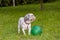 Old Shih Tzu dog play with ball