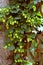 Old shod fence grown with green plants