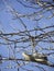 Old shoe hanging on the tree isolated on blue sky background at Sydney, Australia.