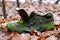 Old shoe overgrown with green moss lies in winter forest