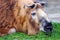 old sichuan takin lying on the floor and feeding eating grass