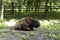 Old sick European bison (zubr) lays on the grass near people\\\'s settlement. Deforestation.