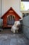 Old and sick rescue Maltese dog sitting on his back legs in front of his small dog house