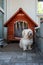 Old and sick rescue Maltese dog sitting on his back legs in front of his small dog house