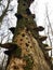 Old sick tree in the Masurian reserve Poland Europe