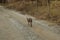 the old sickly stray dog walking along the rural road.