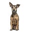 Old Sitting Miniature Pinscher graying, isolated