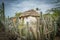 An old Slave hut - cactus fence Curacao Views