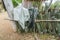 An old Slave hut - cactus fence with washing on it