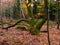 Old, sloping tree in the autumn forest.