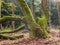 Old, sloping tree in the autumn forest.