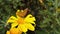 Old Small Copper Butterfly on a Golden Shrub Daisy Slow Motion