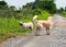 Old small white fat lovely happy cute pug dog with a larger golden retriever crossbreed friend playing relaxing outdoor