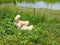 Old small white fat lovely happy cute pug dog with a larger golden retriever crossbreed friend playing relaxing outdoor