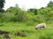 Old small white fat lovely happy cute pug dog playing relaxing in nature on green grass floor outdoor in an organic farm