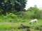 Old small white fat lovely happy cute pug dog playing relaxing in nature on green grass floor outdoor in an organic farm