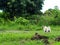 Old small white fat lovely happy cute pug dog playing relaxing in nature on green grass floor outdoor in an organic farm