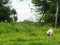 Old small white fat lovely happy cute pug dog playing relaxing in nature on green grass floor outdoor in an organic farm