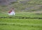 Old small white red roof church on green grass meadow, sheep and