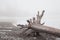 Old snag on a deserted foggy winter beach