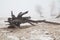 Old snag on a deserted foggy winter beach