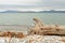 Old snag of huge tree with roots on sandy white beach against blue clear water and high wild mountains, cold landscape