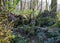 An old snag in a tropical forest covered with moss