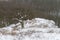 Old snowy tree in the PÃ¡lava countryside in the Czech Republic