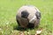 Old soccer ball placed on the field. Shabby football on the greensward.