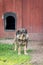 Old soldier - sad guard dog on a chain next to a gate.