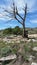 Old solitary dried tree in the mountains