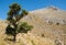 Old solitary tree standing on path leading to barren mountain