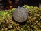 Old Soviet silver coin on green moss