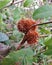 Old Spiky Chestnut Conkers on a Tree