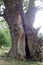 Old Split Oaktree