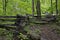 Old Split Rail Fence in Smoky Mountains