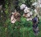 Old Spooky Dolls hanging in a tree in Mexico City