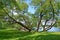 Old sprawling willows grow on the bank of Holguin of a pond. Peterhof, Kolonistsky park