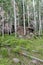 Old spring house (well house) made by early settlers in the Flagstaff, Arizona area to protect springs.