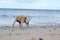 Old Staffy Dog at the Beach