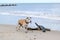 Old Staffy Dog at the Beach