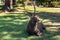 An old stag lying on the grass in Nara Park