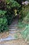 Old stairs covered with tall grasses