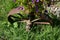 Old steel wheel surrounded by flowers