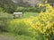 Old stone barn on french countryside of provence and colorful yellow flowers in meadow