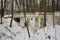 Old stone bridge in winter park  of Brattsevo estate on Skhodna river of the North-Western administrative district of Moscow, Russ