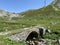 Old stone bridges over alpine streams on the alpine mountain St. Gotthard Pass Gotthardpass, Airolo - Canton of Ticino Tessin